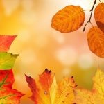 Herfstsfeer in de zomer verlengen: tips voor een huiselijke overgang tussen seizoenen