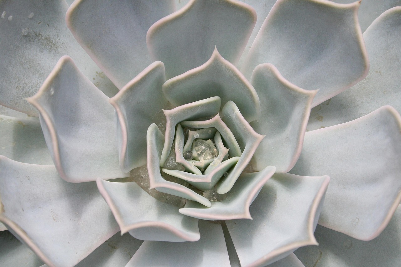 Woestijnlandschap met moderne woningen en cactussen. Woestijnlandschap met moderne woningen en cactussen.
