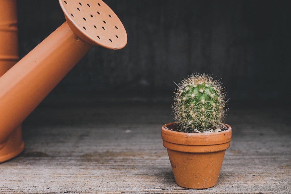 Desert modern: een verkoelende invloed met cactussen