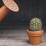 Desert modern: een verkoelende invloed met cactussen