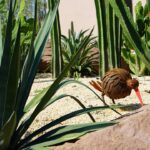 Corten staal: stoer en elegant voor de zomertuin