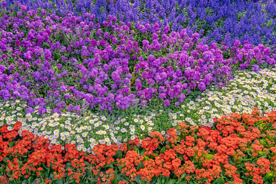 Rustige tuin met geurige lavendelstruiken. Rustige tuin met geurige lavendelstruiken.