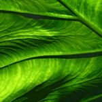 Botanisch fotobehang: breng de schoonheid van de natuur in huis