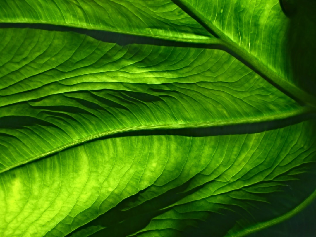 Botanisch fotobehang: breng de schoonheid van de natuur in huis