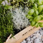 Creëer je eigen eetbare muur in de keuken voor verse zomermaaltijden