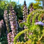 Stedelijke biodiversiteit bevorderen: ontdek de nieuwe bijenhotels voor je balkon