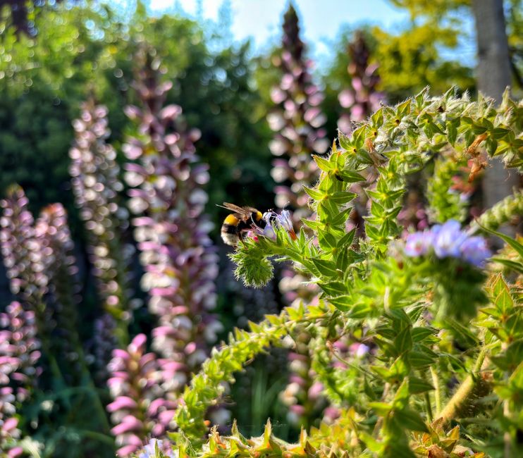 Stedelijke biodiversiteit bevorderen: ontdek de nieuwe bijenhotels voor je balkon