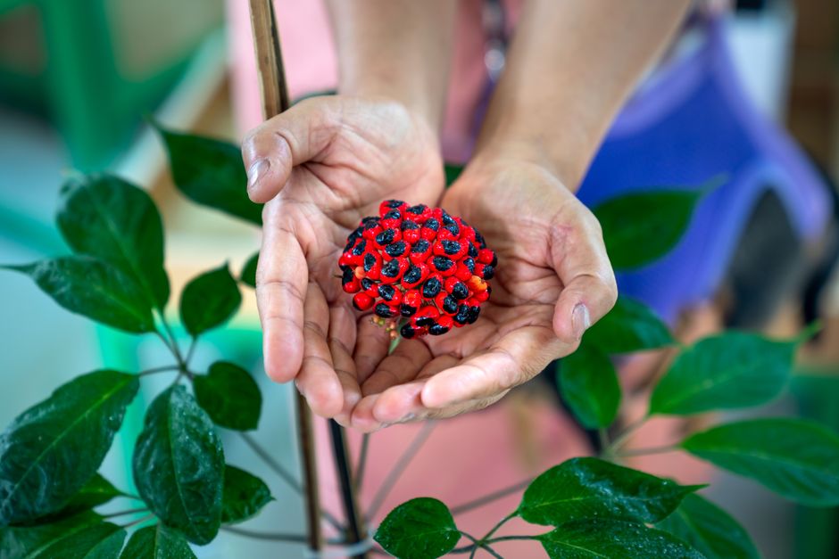 Kleine tuin vol met diverse zeldzame planten. Kleine tuin vol met diverse zeldzame planten.
