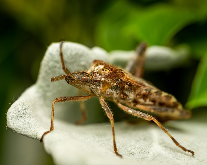 Zeldzame zaden: een nieuwe liefde voor unieke planten in kleine tuinen